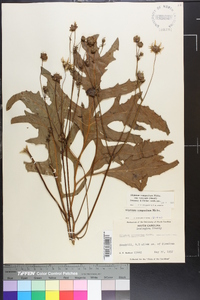 Silphium compositum image