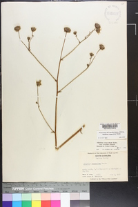 Silphium compositum image