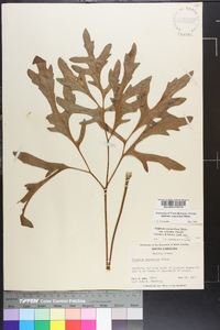 Silphium compositum image