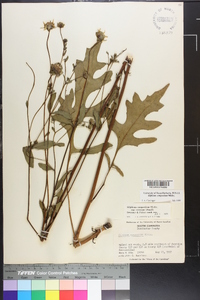 Silphium compositum image