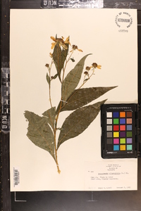 Verbesina alternifolia image