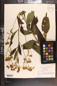 Verbesina alternifolia image