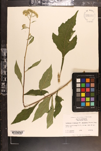 Verbesina virginica var. laciniata image