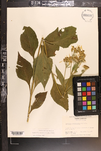 Verbesina occidentalis image