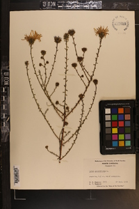 Symphyotrichum grandiflorum image