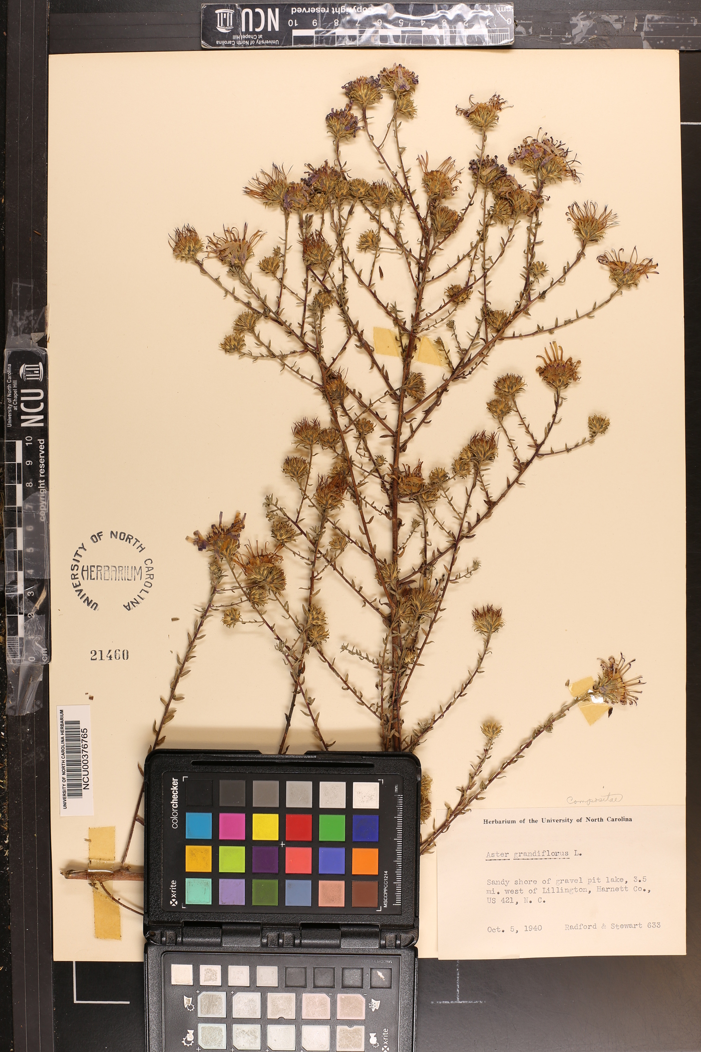 Symphyotrichum grandiflorum image