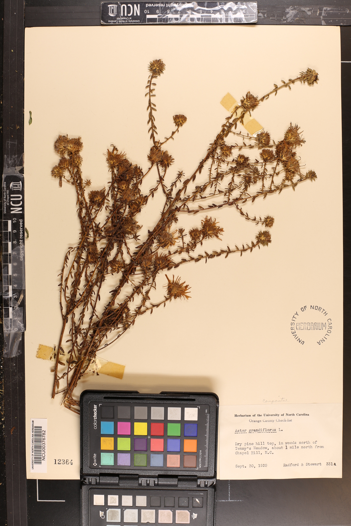 Symphyotrichum grandiflorum image