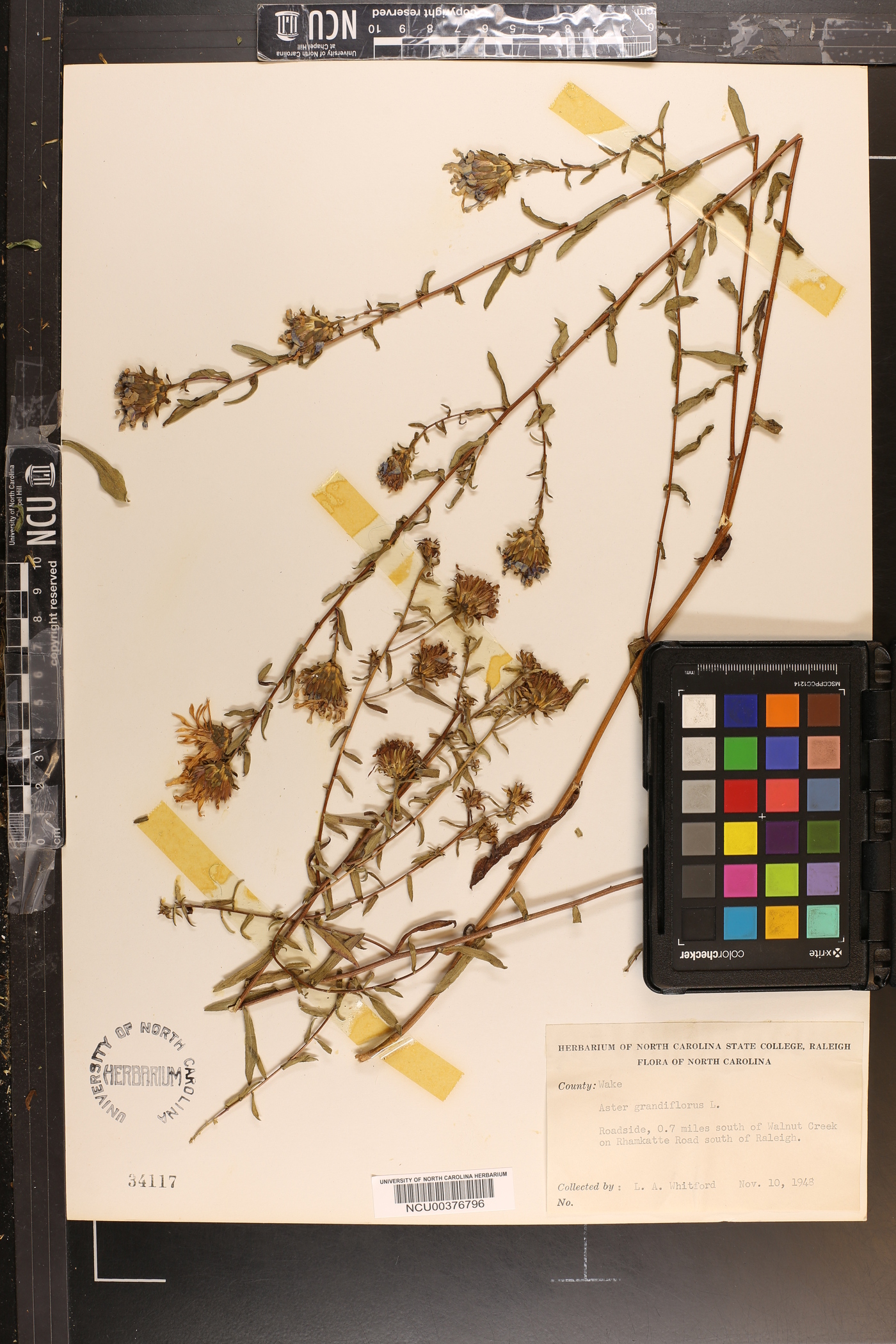 Symphyotrichum grandiflorum image