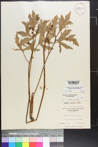 Silphium compositum image