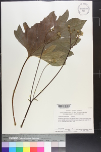 Silphium compositum image