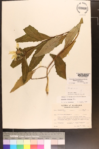 Silphium asteriscus image