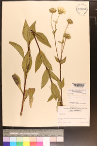 Silphium asteriscus var. asteriscus image