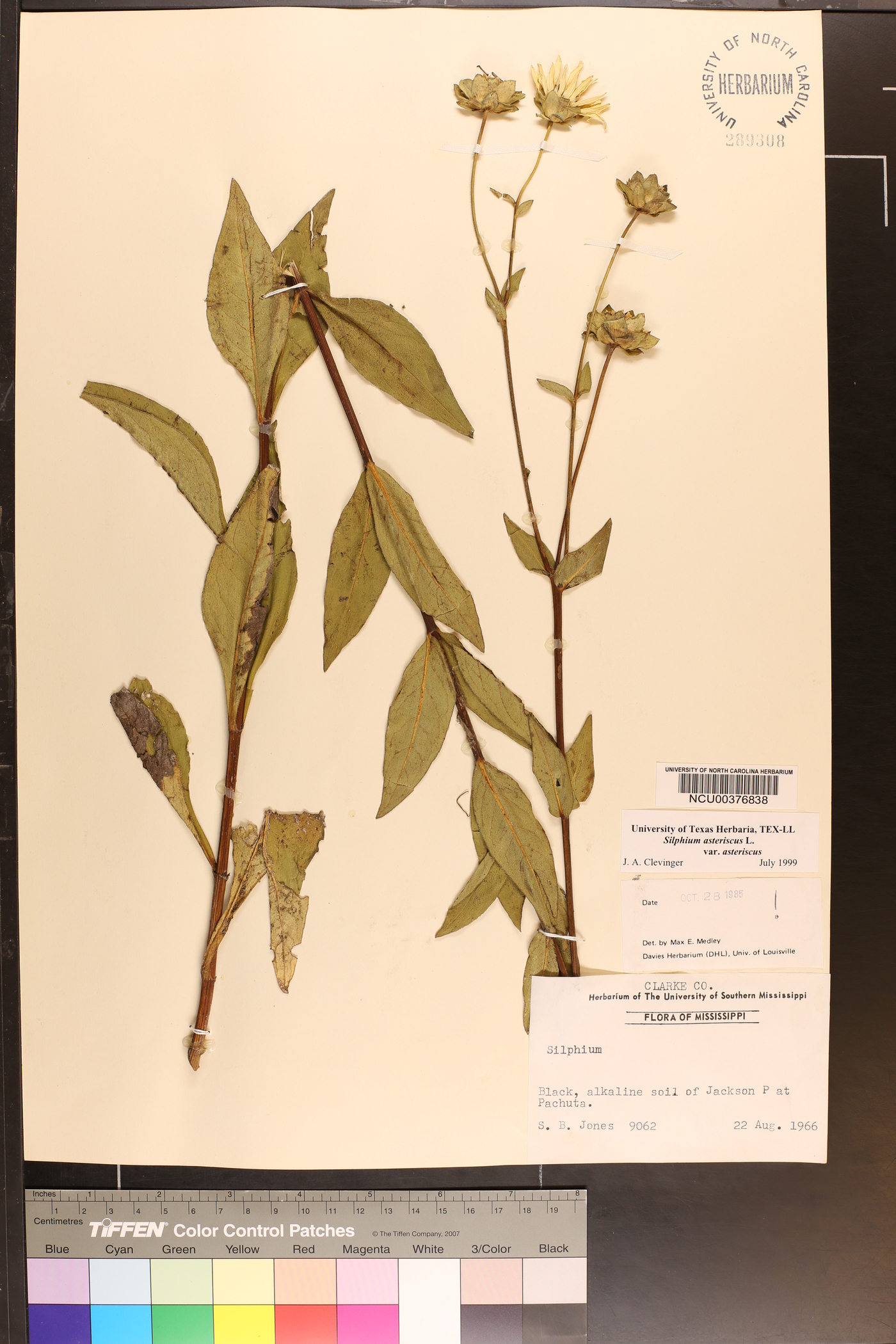 Silphium asteriscus var. asteriscus image