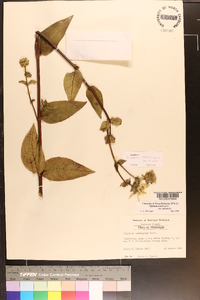 Silphium asteriscus var. trifoliatum image