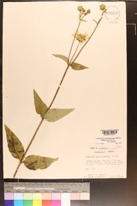 Silphium asteriscus image