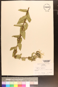 Silphium radula image