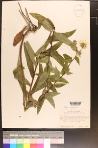 Silphium radula image