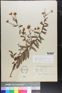 Symphyotrichum patens image