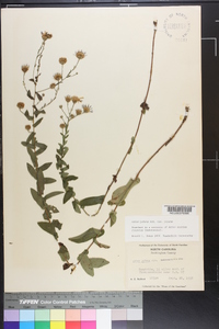 Symphyotrichum patens image