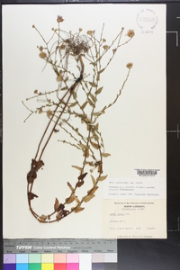 Symphyotrichum patens image