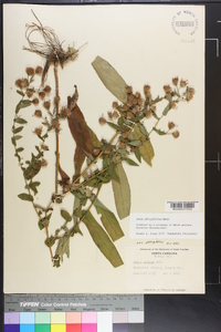 Symphyotrichum phlogifolium image