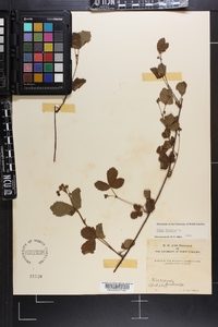 Rubus hispidus image