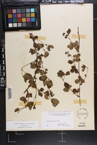 Rubus hispidus image