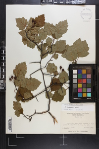 Crataegus iracunda image