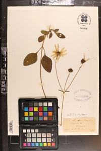 Helianthus atrorubens image