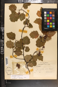 Crataegus boyntonii image