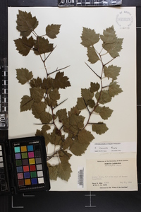 Crataegus iracunda image