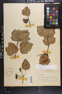 Crataegus pruinosa image