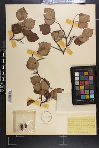 Crataegus pruinosa image