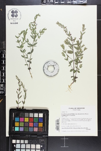 Scutellaria parvula var. leonardii image