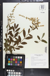 Ligustrum quihoui image