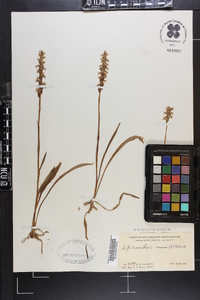 Spiranthes cernua image