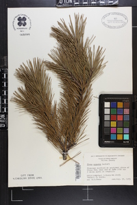 Pinus pungens image