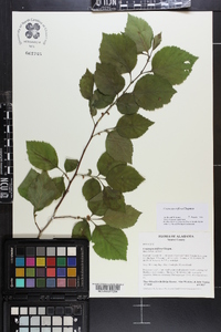 Crataegus triflora image