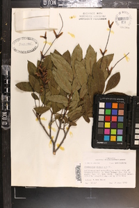 Pterocarya stenoptera image