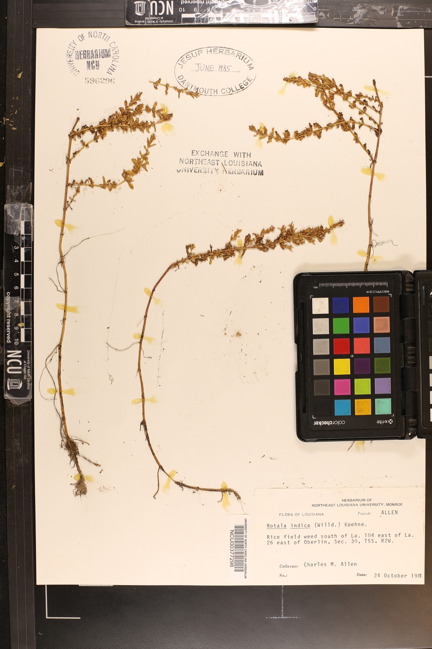 Rotala indica image