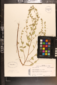 Cuphea carthagenensis image