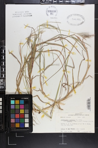 Bothriochloa ischaemum image