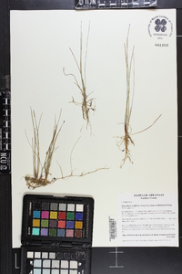 Eleocharis wolfii image