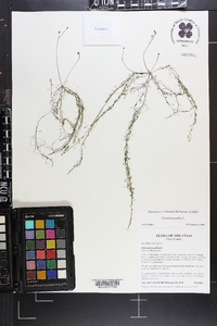 Utricularia gibba image