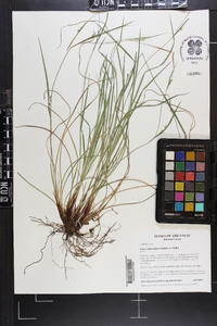 Carex oligocarpa image