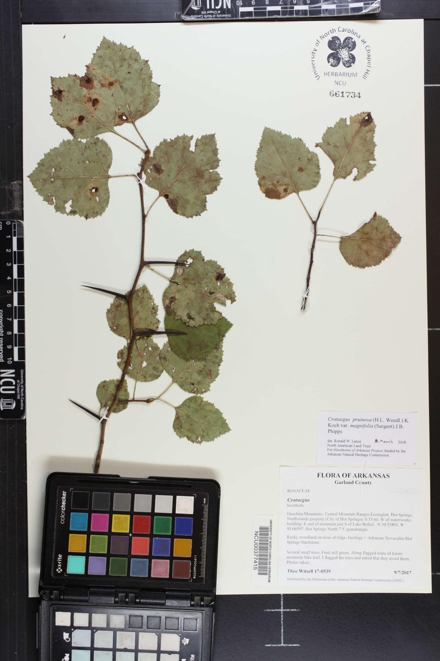 Crataegus pruinosa var. magnifolia image