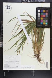 Carex crebriflora image