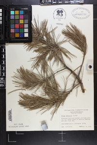Pinus echinata image