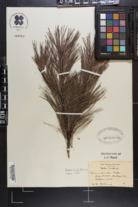 Pinus echinata image