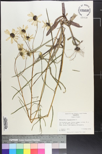 Helianthus angustifolius image